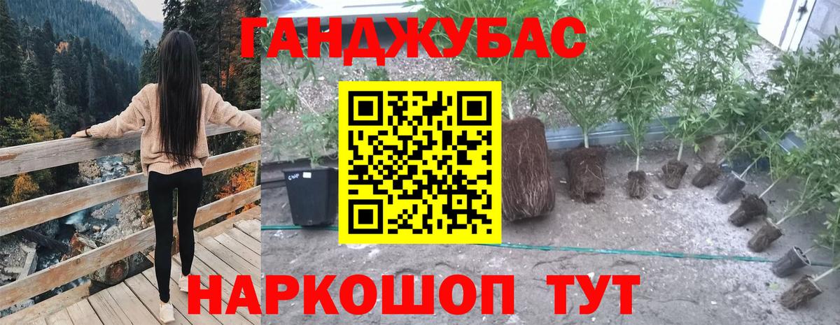 Канабис планчик Дедовск